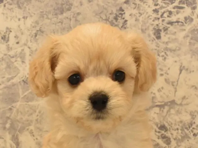 神奈川県のハーフ犬・ミックス犬 (ペッツワン三浦店/2025年3月10日生まれ/女の子/クリーム)の子犬